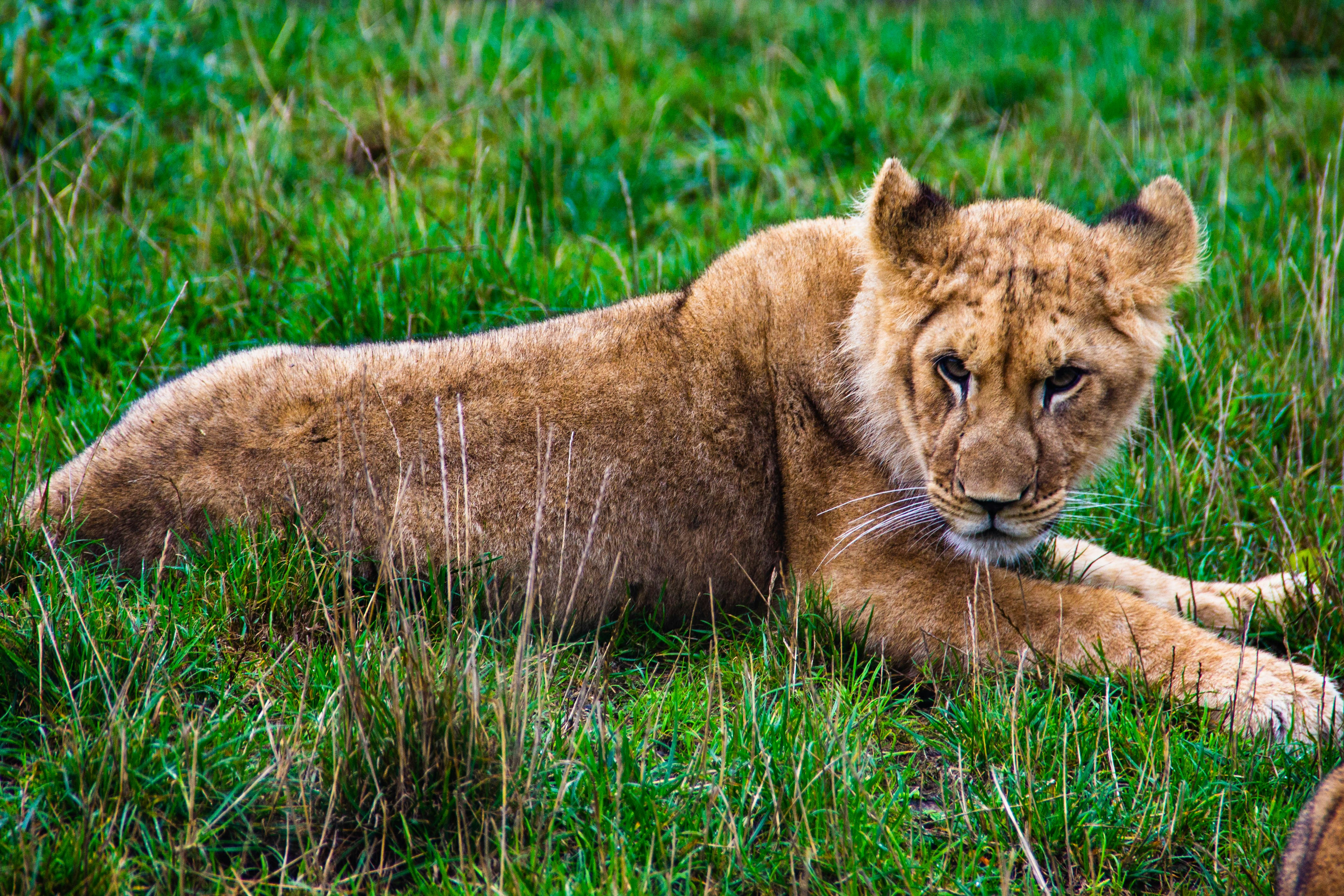 brown lioness lying on grass