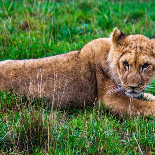 brown lioness lying on grass