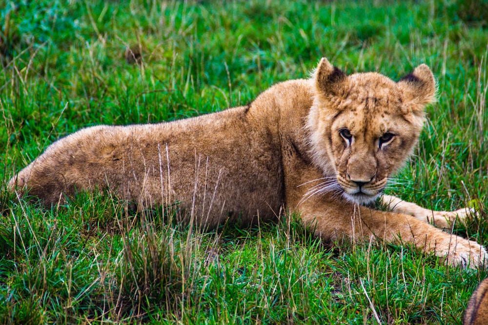 brown lioness lying on grass
