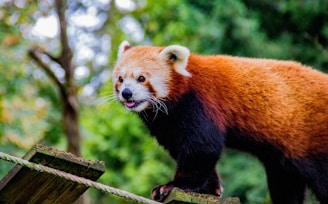 A red panda with a vibrant orange-red coat and white markings on its face is perched on a wooden structure, surrounded by a blurry, green forest background.