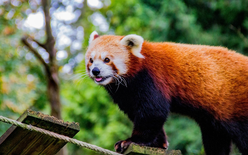 selective focus photography of red panda