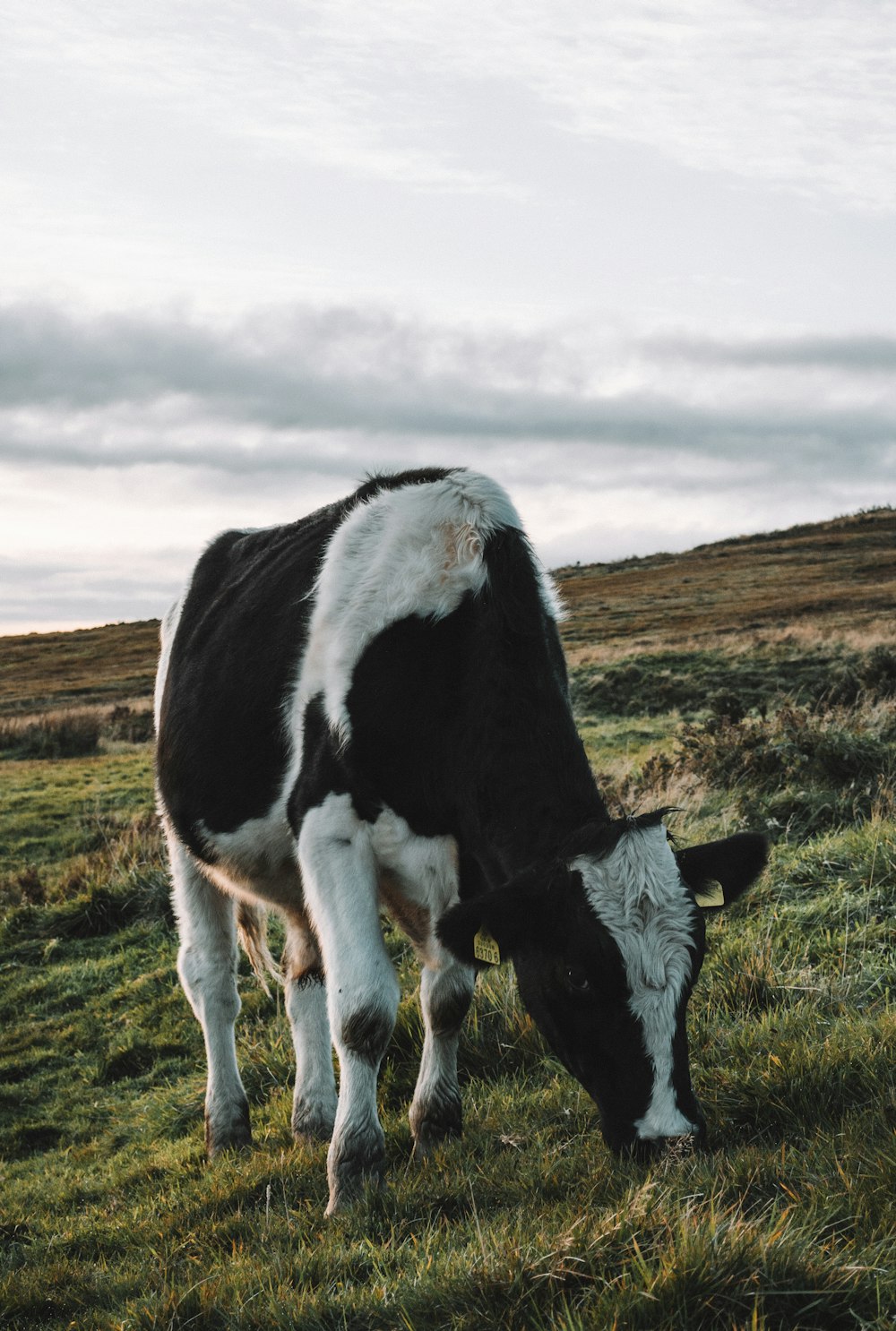 black and white cattle eating grass