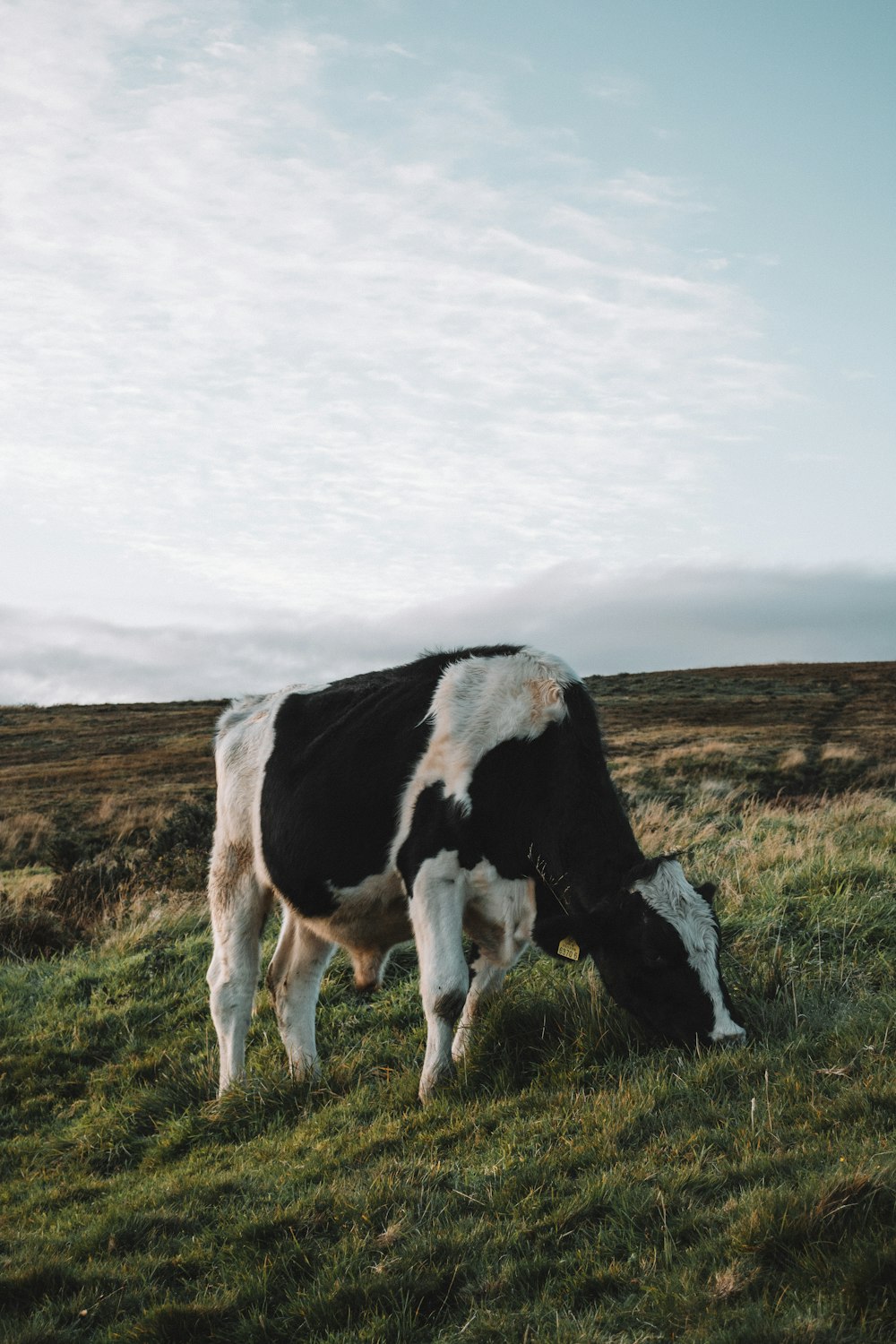 white and black cattle eating grass