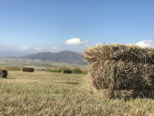 green hay at daytime in Aragatsotn Armenia