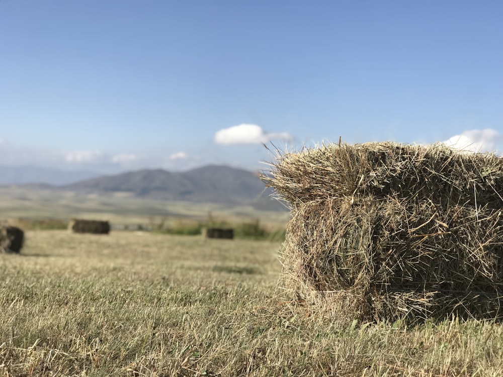 green hay at daytime