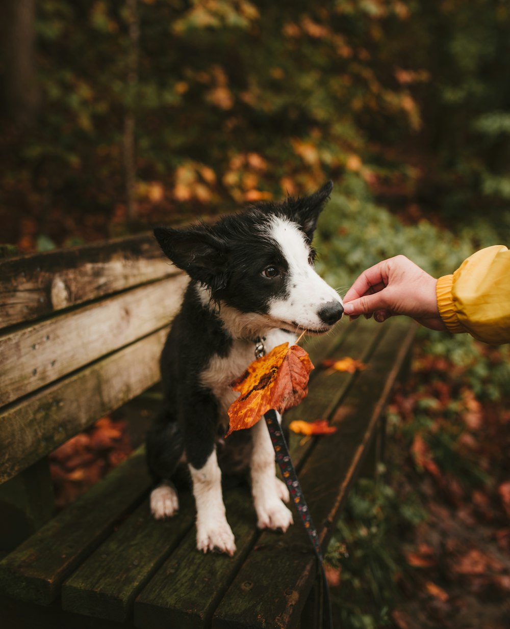 short-coated white and black dog biting orange leaf