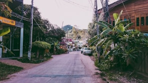 Window view of a quiet street lined with tropical plants.
