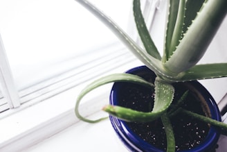 A sunlit aloe vera plant growing in a terracotta pot on a windowsill.