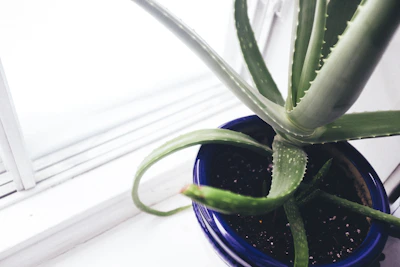 A serene aloe vera plant resting on a rustic windowsill with morning dew.
