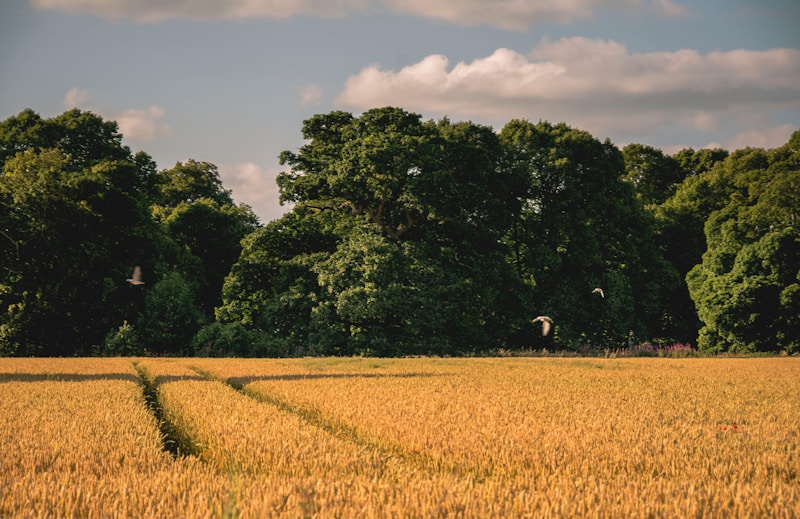 County Kildare