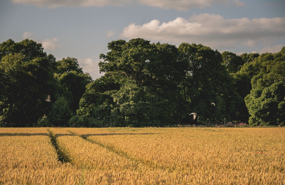 landscape photography of a wheat field and green trees under a cloudy sky