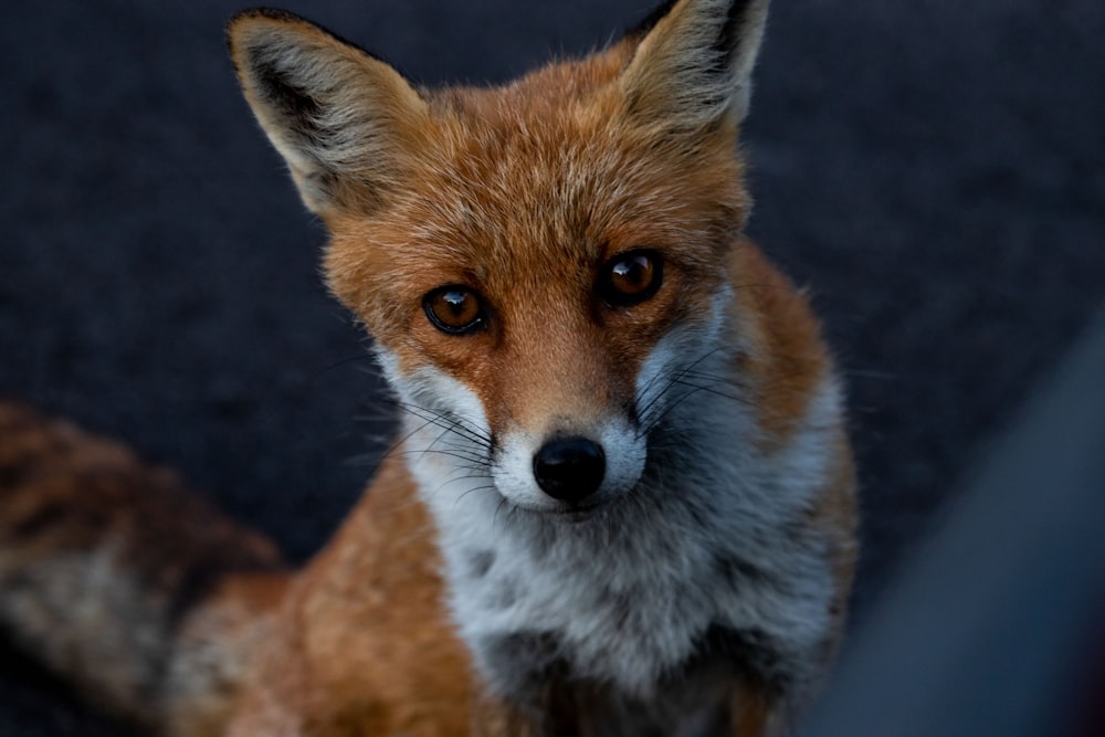 macro photography of red fox