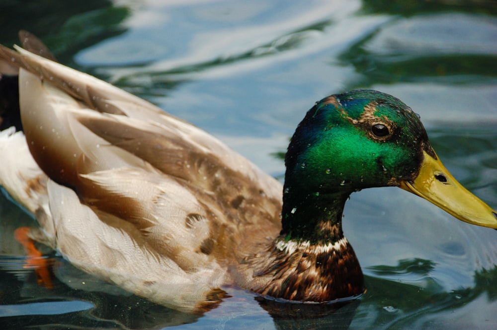 shallow focus photo of mallard duck