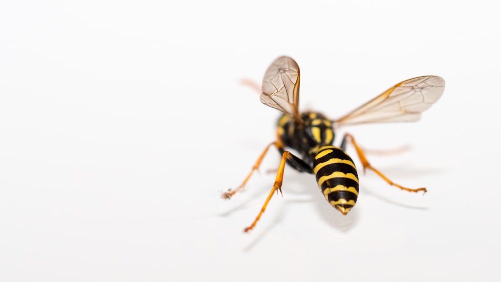 abeja amarilla y negra