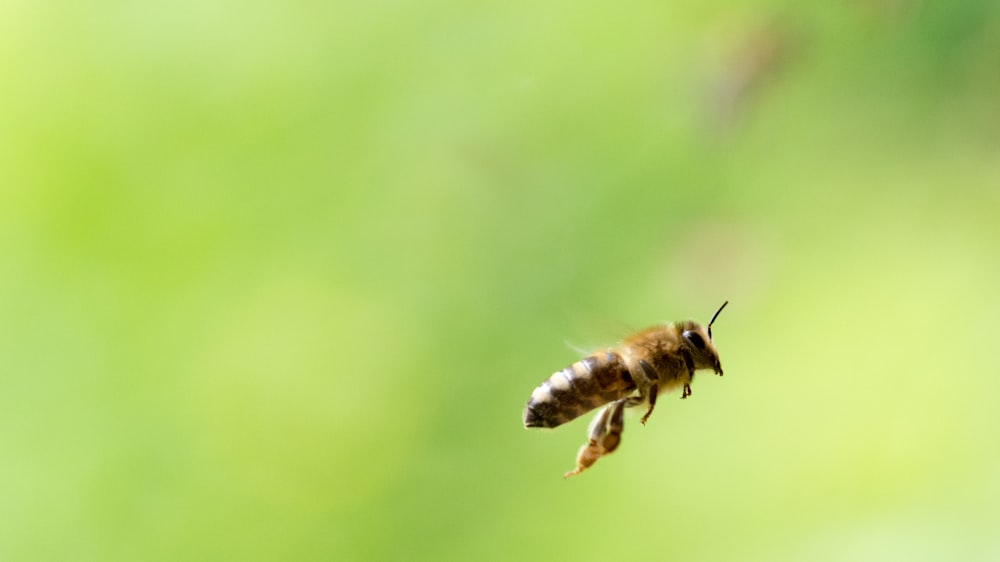 Foto de enfoque superficial de abeja volando
