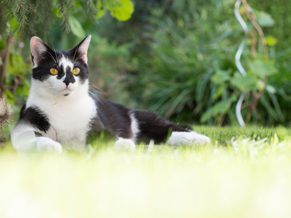 short-furred black and white cat