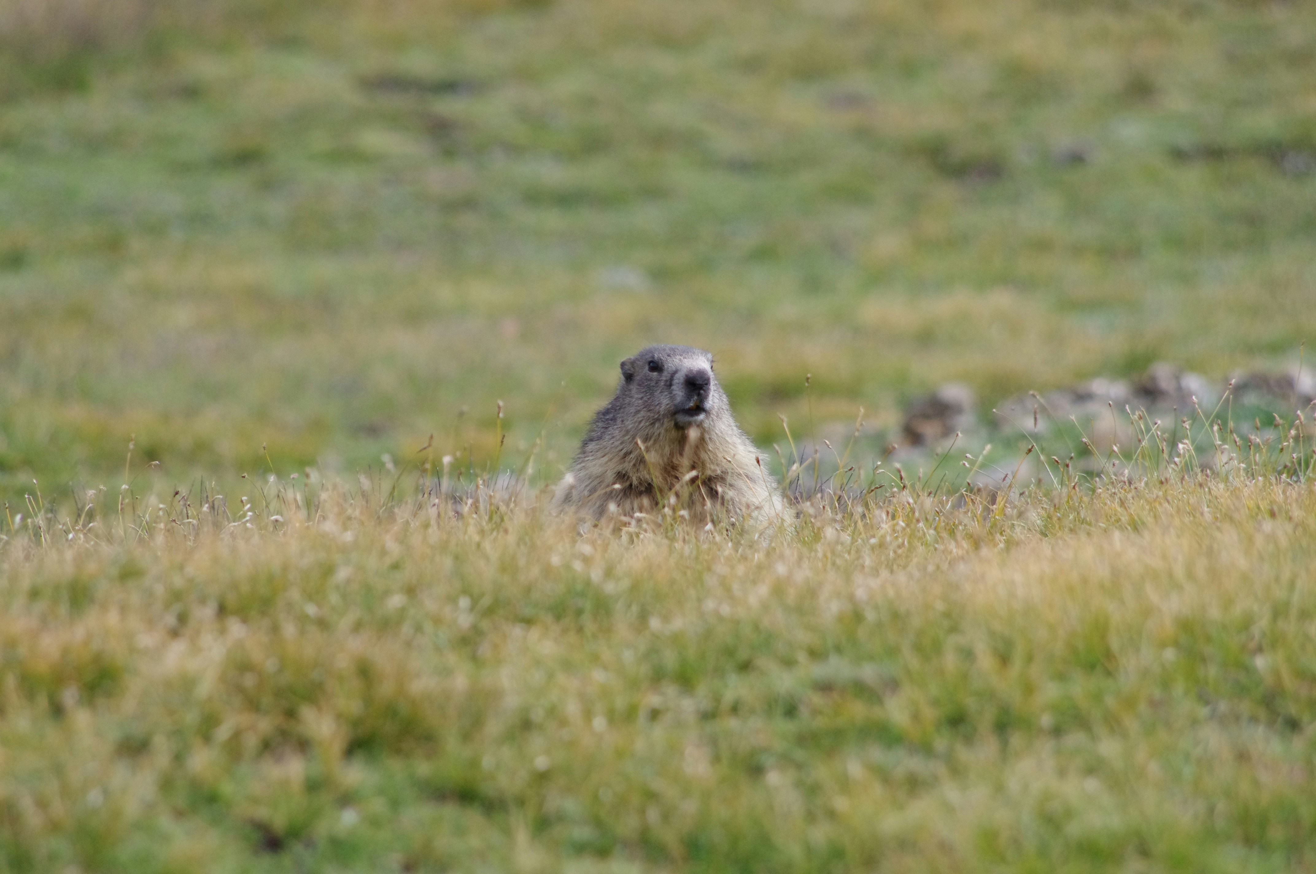 gray rodent in green field during daytime