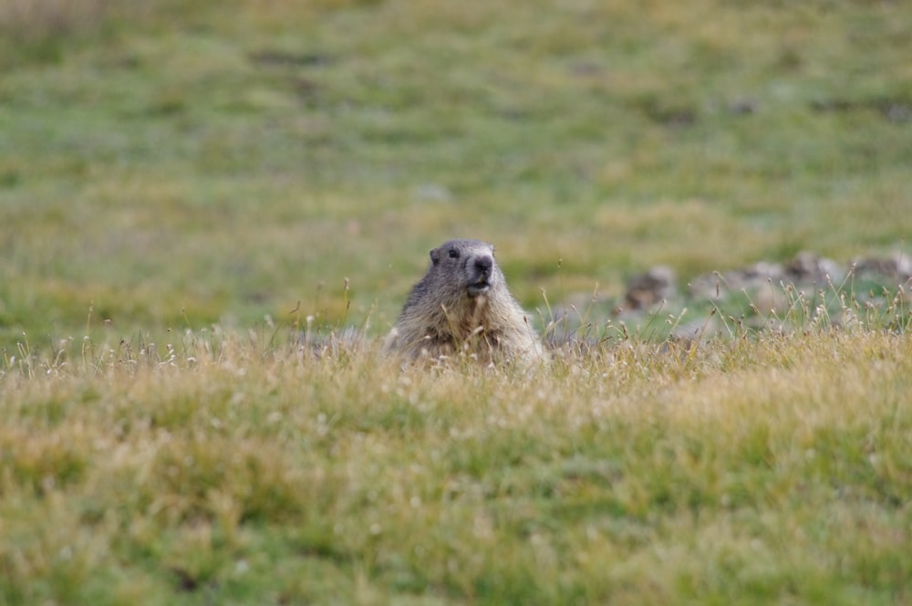 gray rodent in green field during daytime