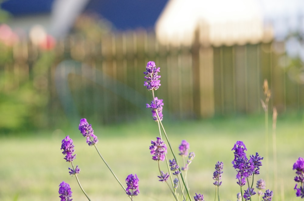 purple cluster petaled flower