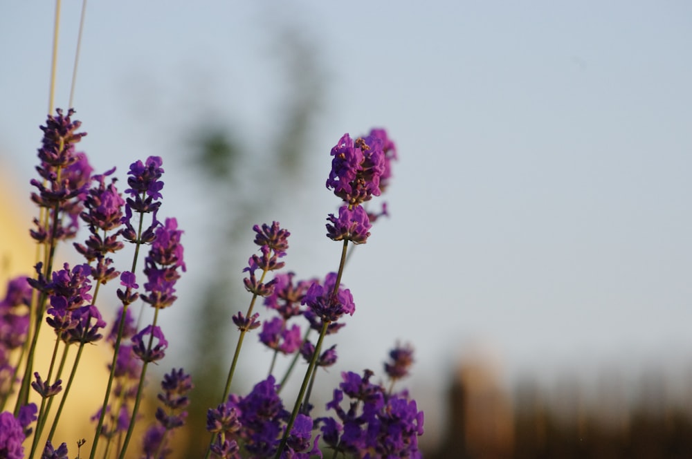 purple petaled flower