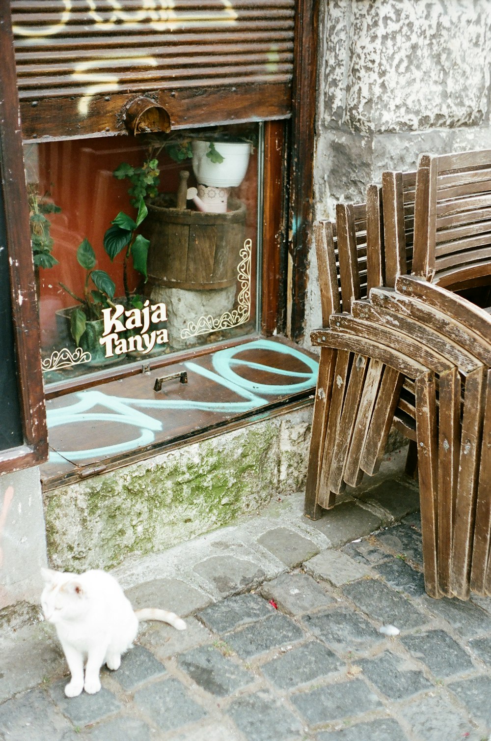 white cat near brown wooden chairs