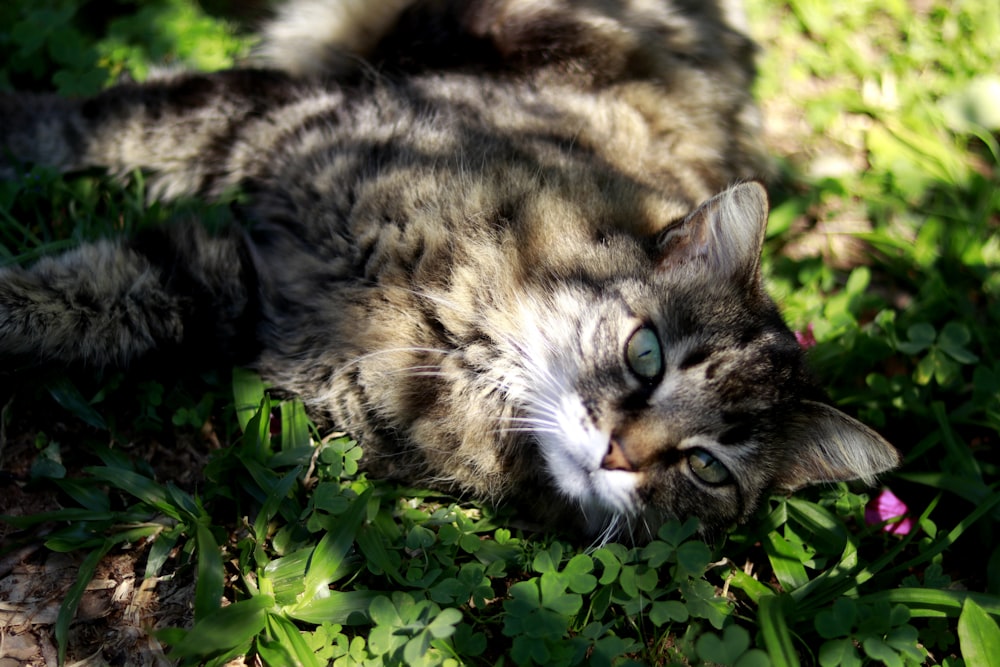 grey cat lying on green grass