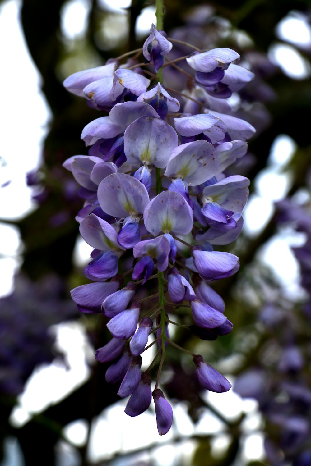 flores de pétalos púrpuras