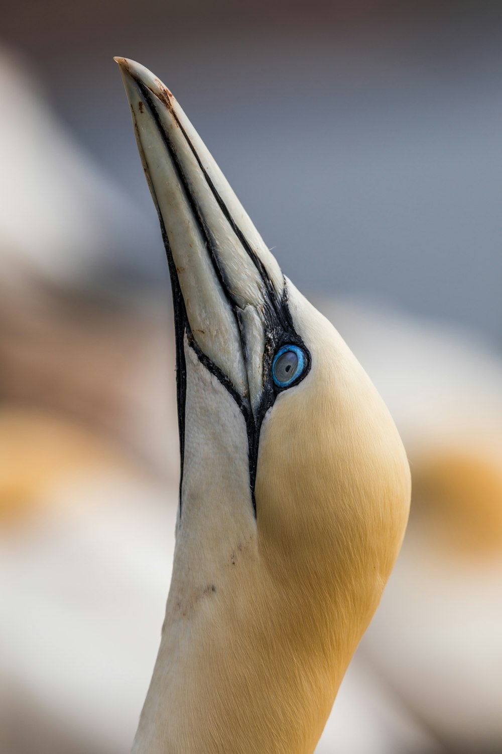 gelber Vogel