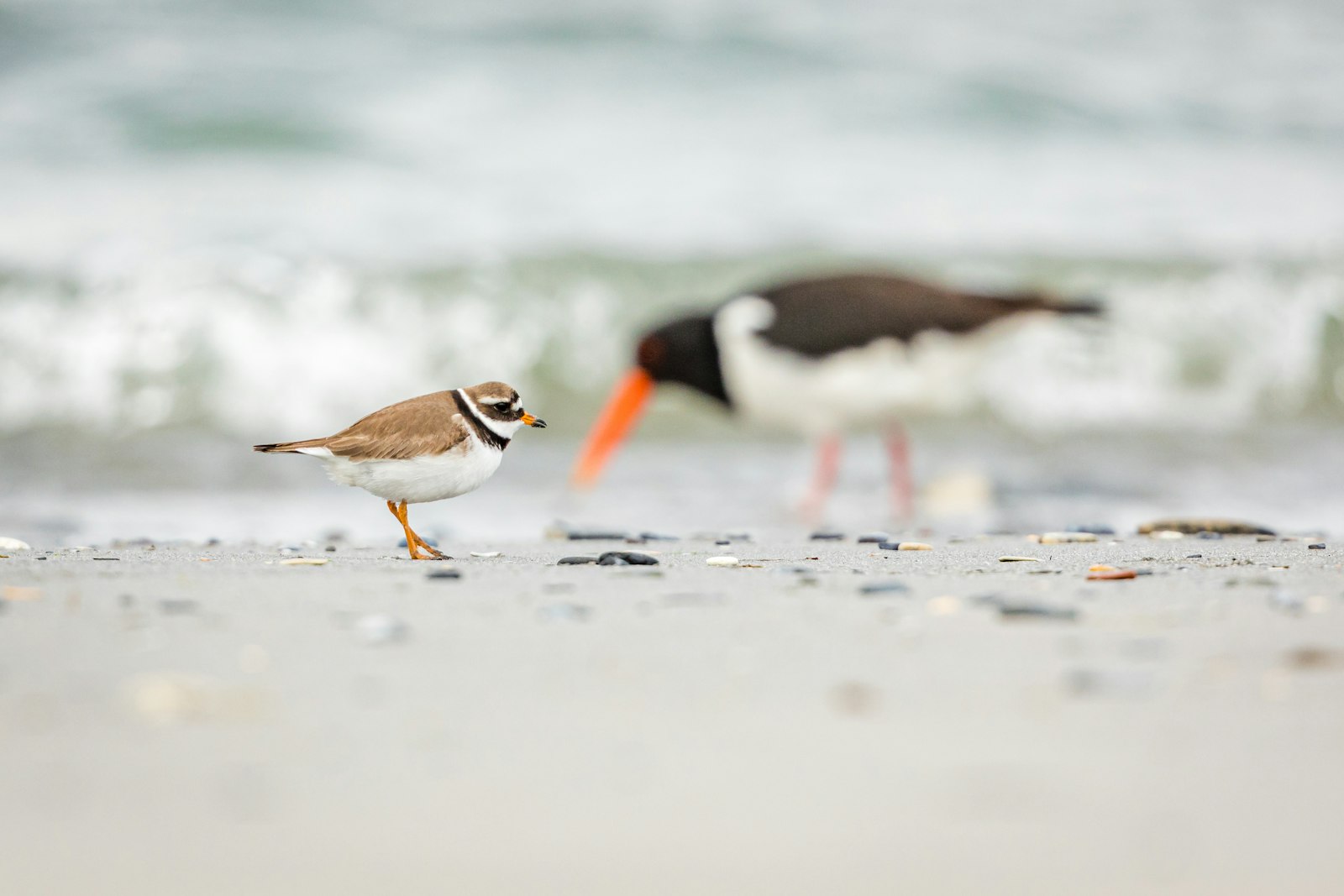 Canon EOS 5D Mark IV + Canon EF 300mm F2.8L IS II USM sample photo. Brown bird photography