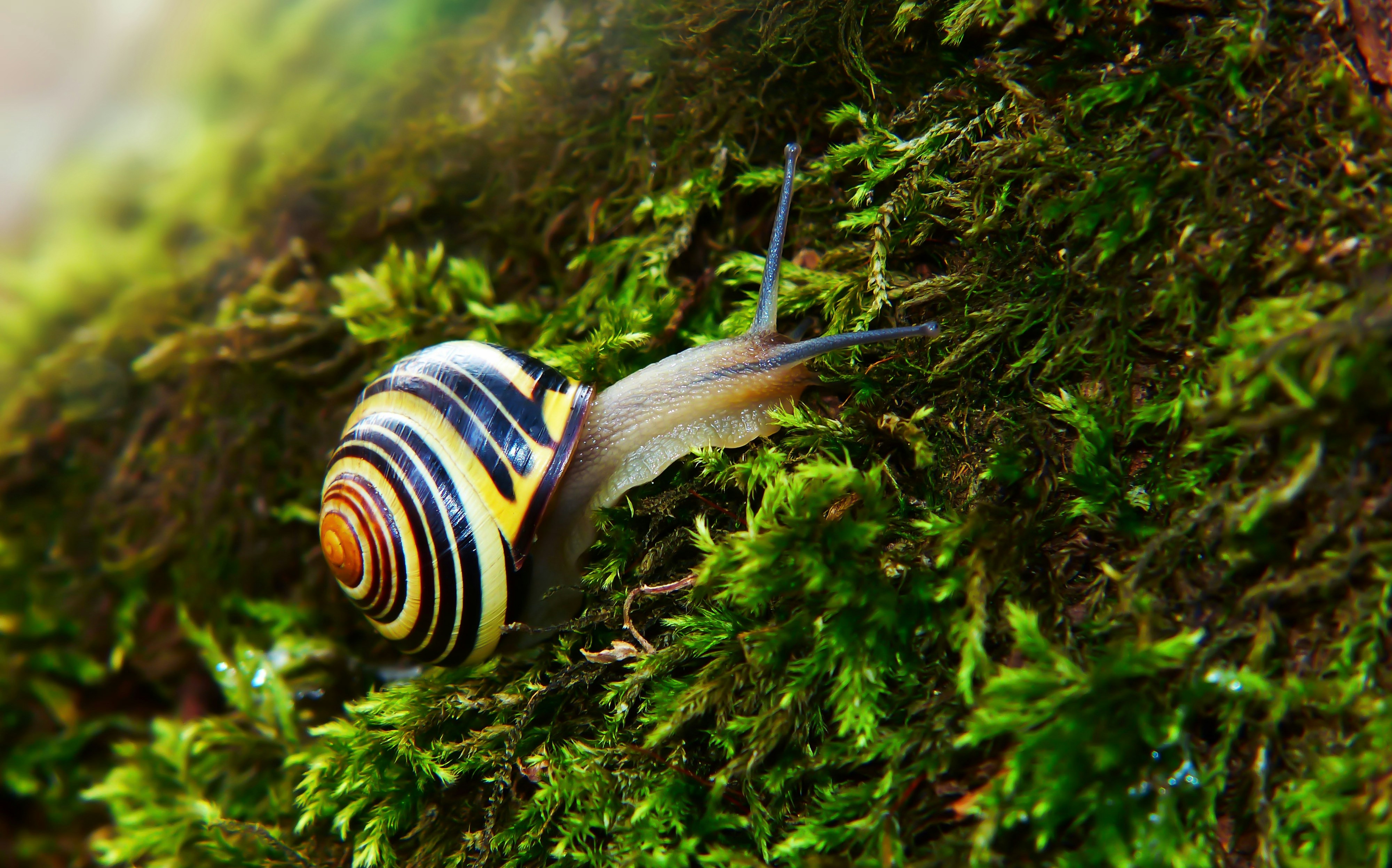 Giant African Land Snail: The Slow-Motion Giant (image credits: unsplash)