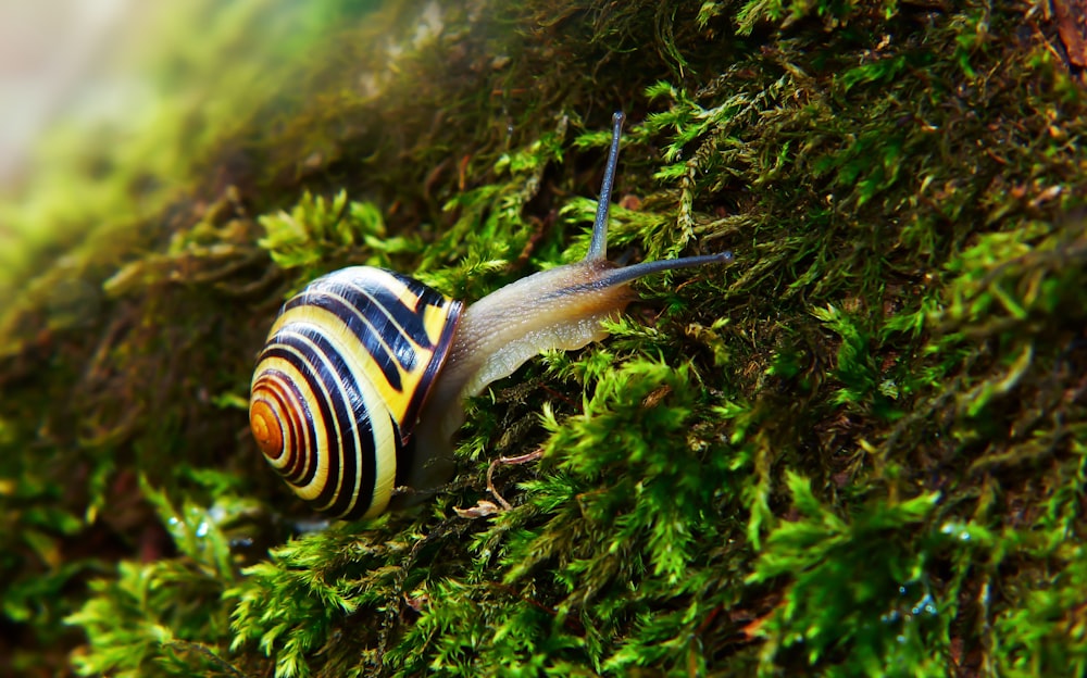 black and yellow snail on grass