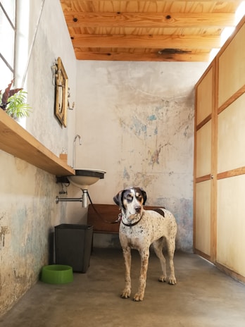 A dog is standing in a rustic room with wooden ceiling panels and a worn, textured wall. There is a small wall-mounted sink with a mirror above it, a green feeding bowl on the floor, and a black trash can near the sink. Light is coming through a window, casting shadows on the opposite wall. The room has a practical, utilitarian feel with wooden doors on the right.
