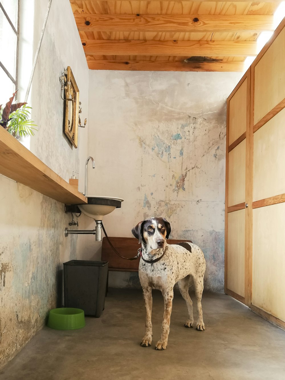 short-coated white dog