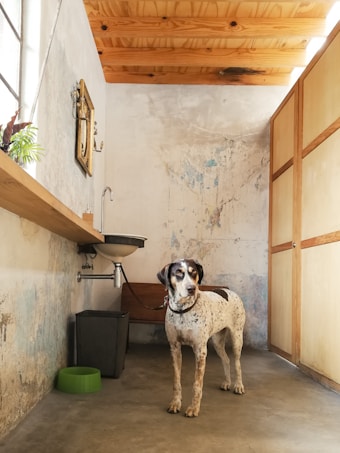 A dog is standing in a rustic room with wooden ceiling panels and a worn, textured wall. There is a small wall-mounted sink with a mirror above it, a green feeding bowl on the floor, and a black trash can near the sink. Light is coming through a window, casting shadows on the opposite wall. The room has a practical, utilitarian feel with wooden doors on the right.