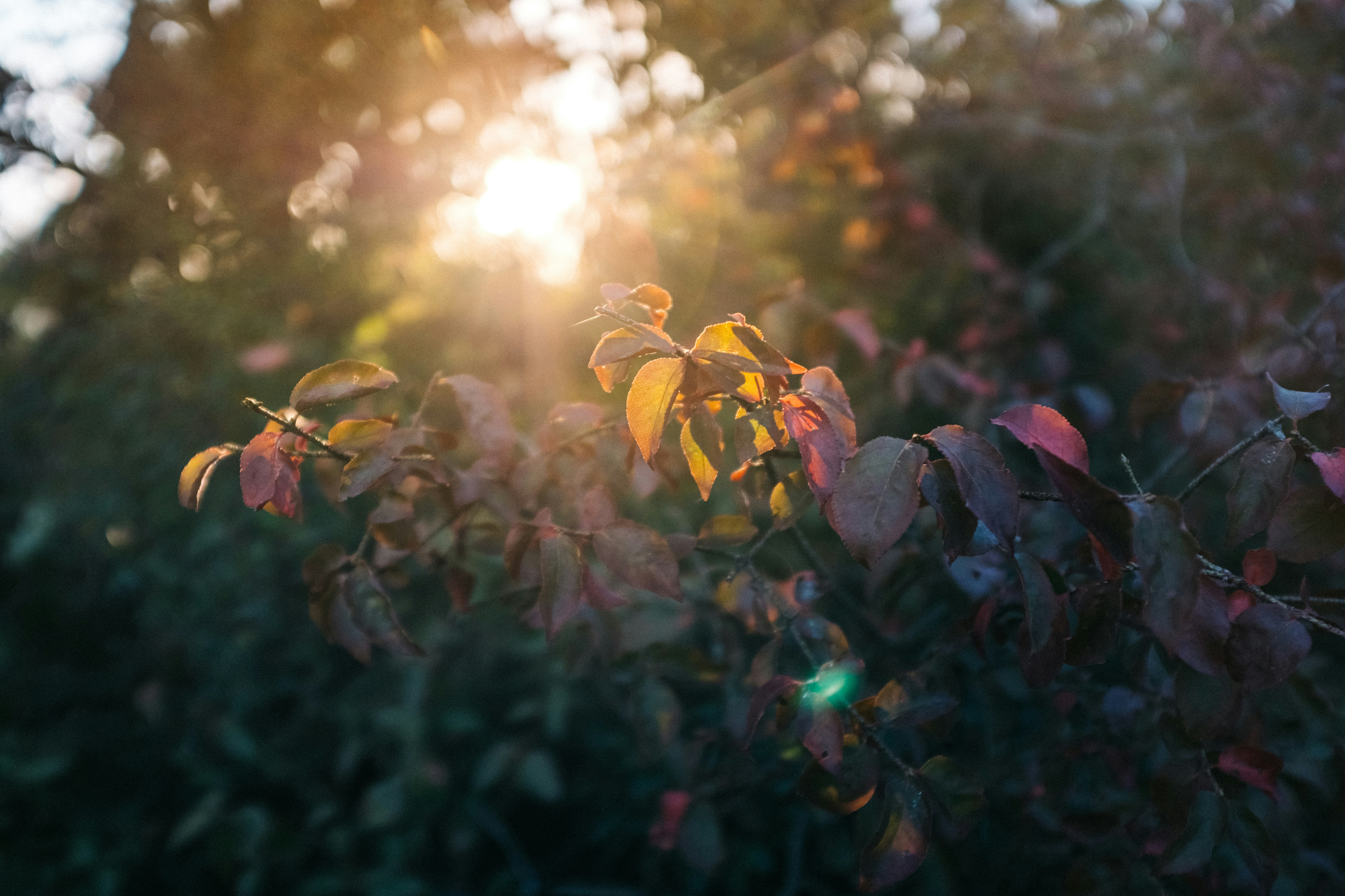 Octocoin header image