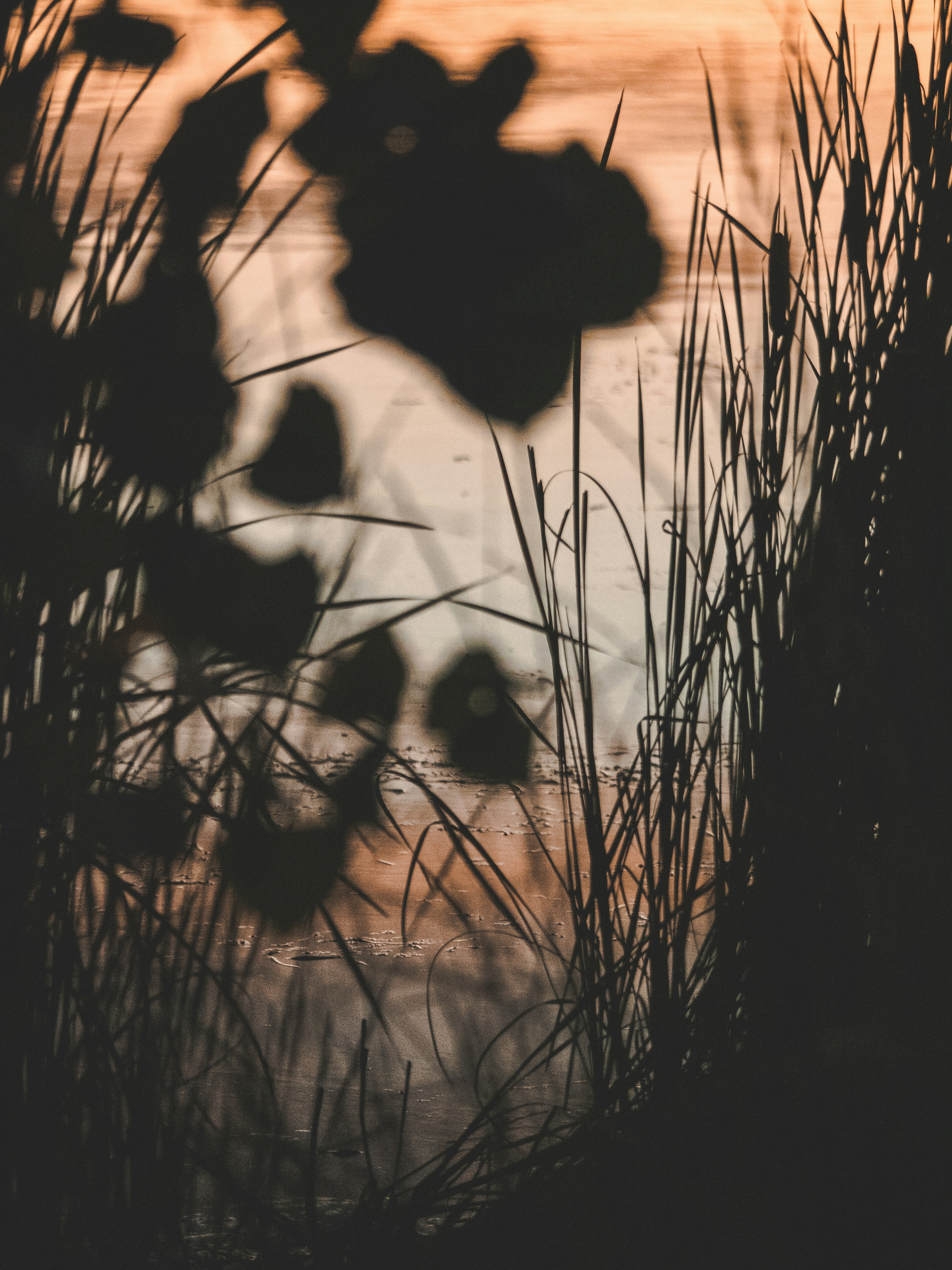 草のシルエットの写真 Unsplashで見つけるグレーの無料写真