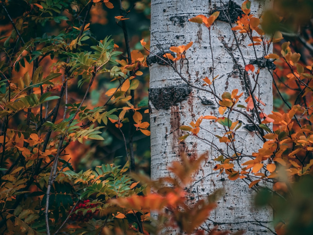 orange-leafed plant