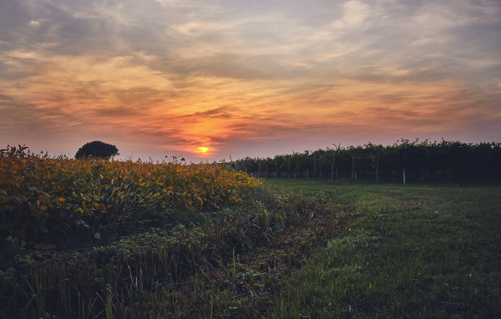 yellow and green flower field under a cloudy sky during golden hour