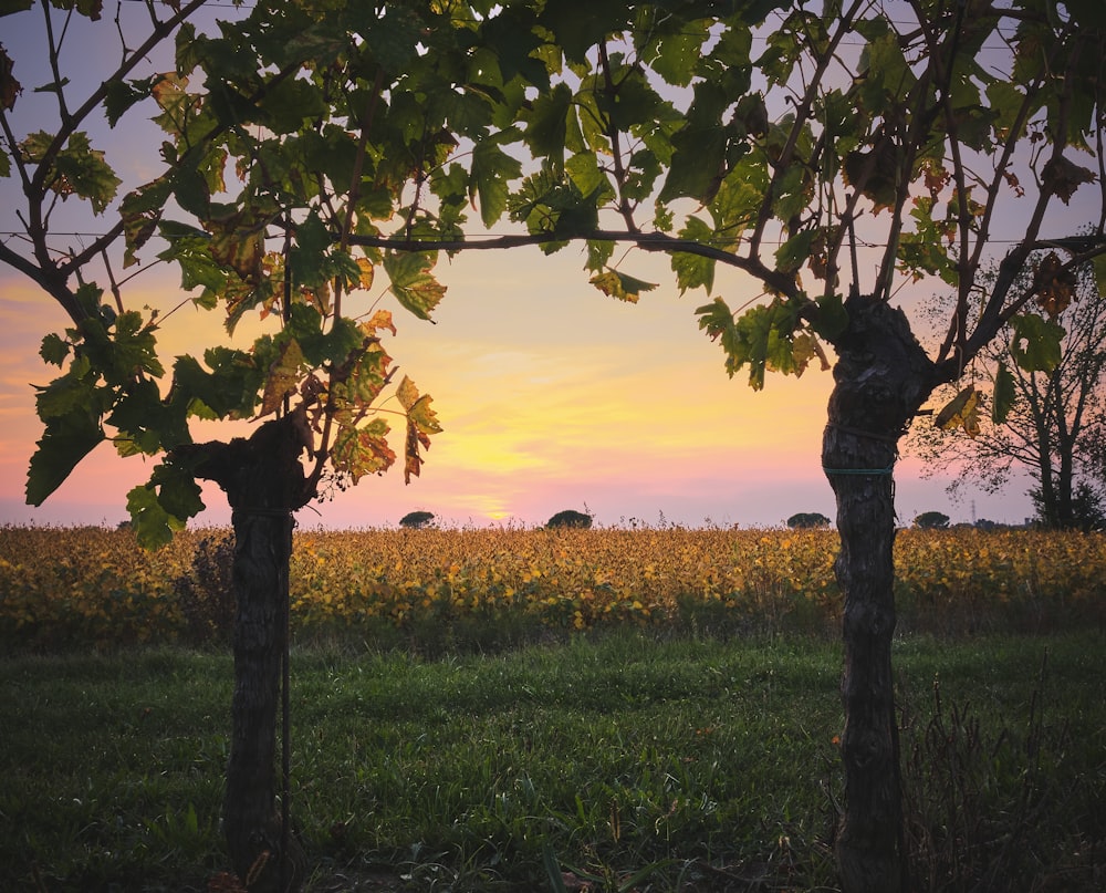 view of a corn field between two green trees