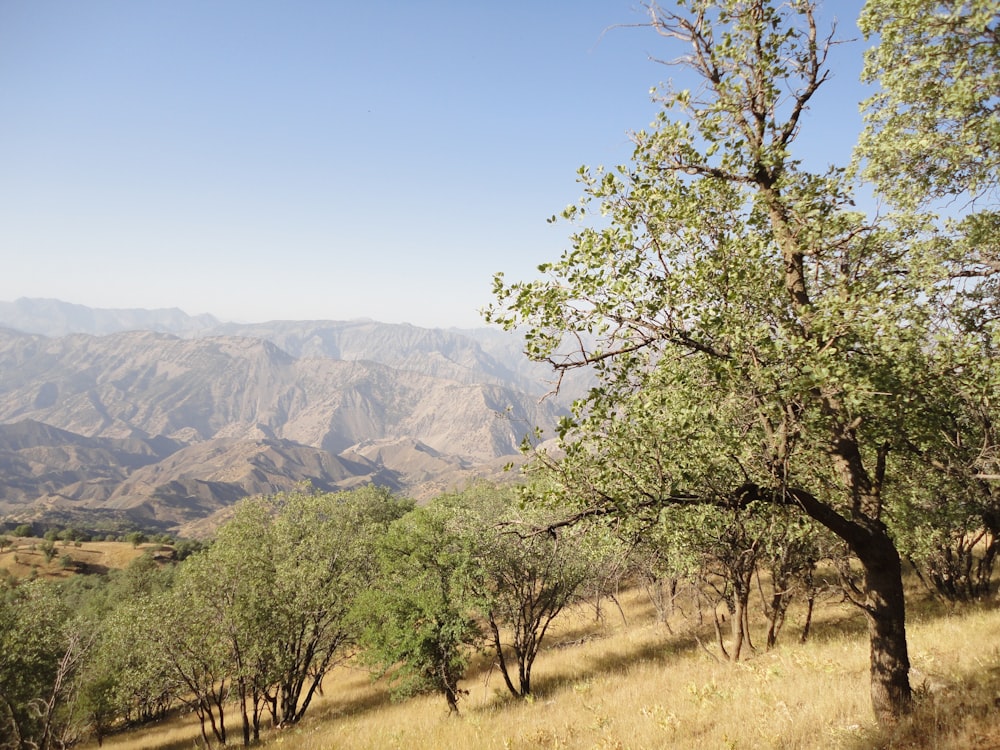 green-leafed trees