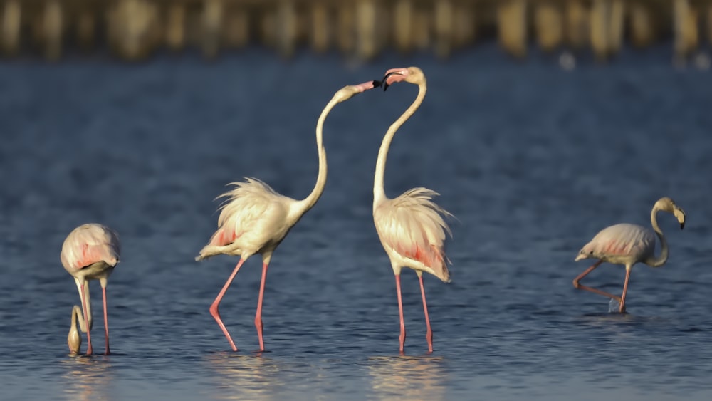 flock of pink flamingos at the body of water