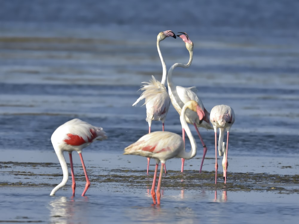 flamingos on body of water