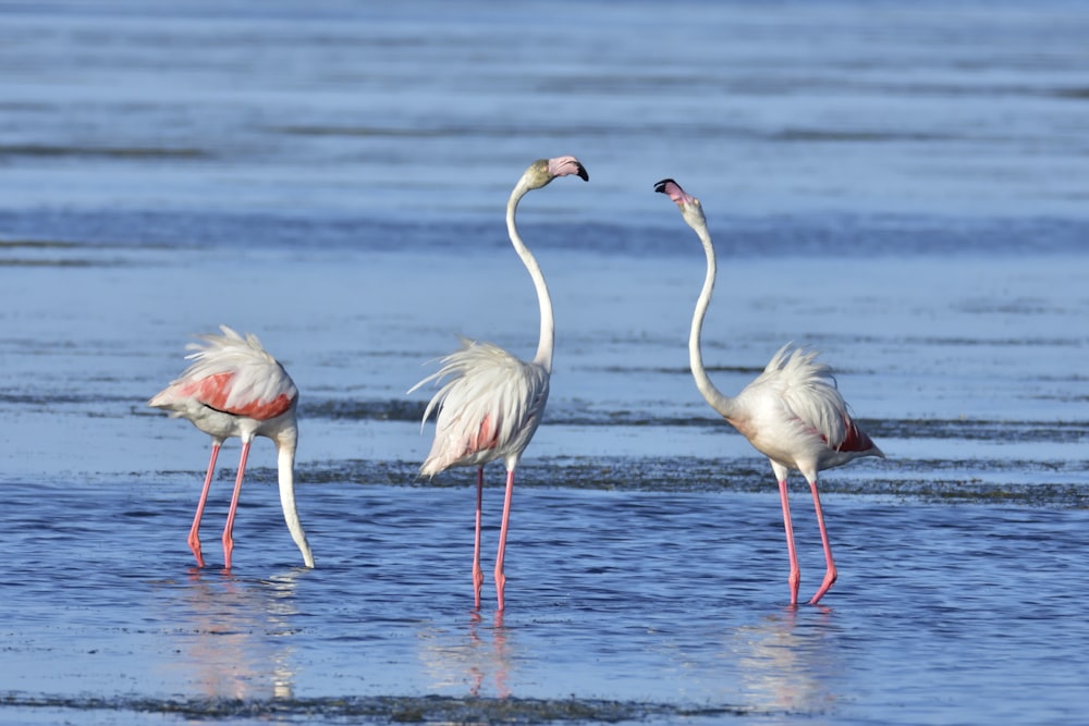three white flamingos on seashore