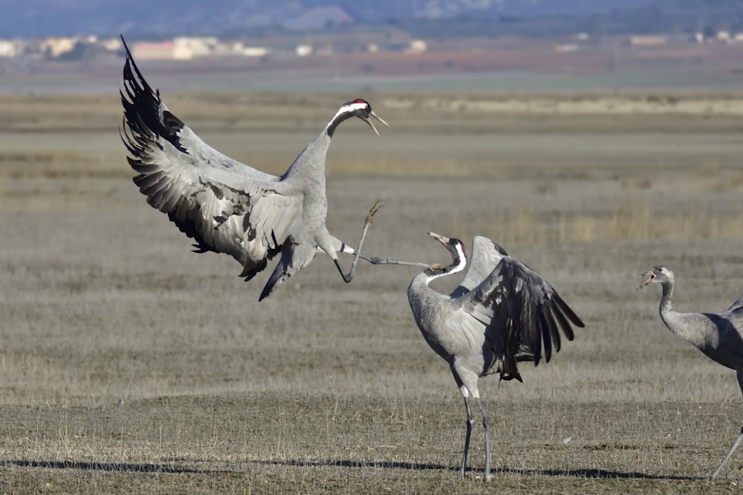 white bird, common cranes