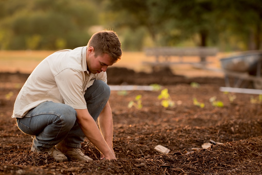 Gardener, in a fall garden. He is planting pumpkins.