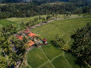 Aerial view of lush green rice paddies stretching into the distance, surrounded by dense clusters of palm trees. In the center, a small building complex with red-tiled roofs stands out with a road leading to it.