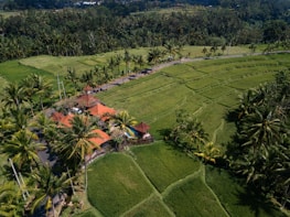 house surrounded with palm trees