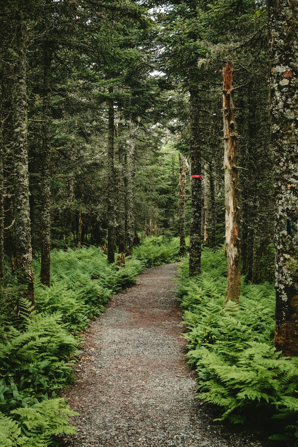 green trees and ferns beside pathway