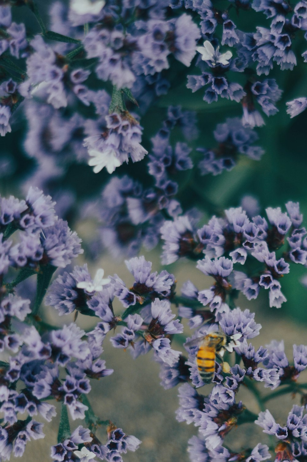 purple flowers