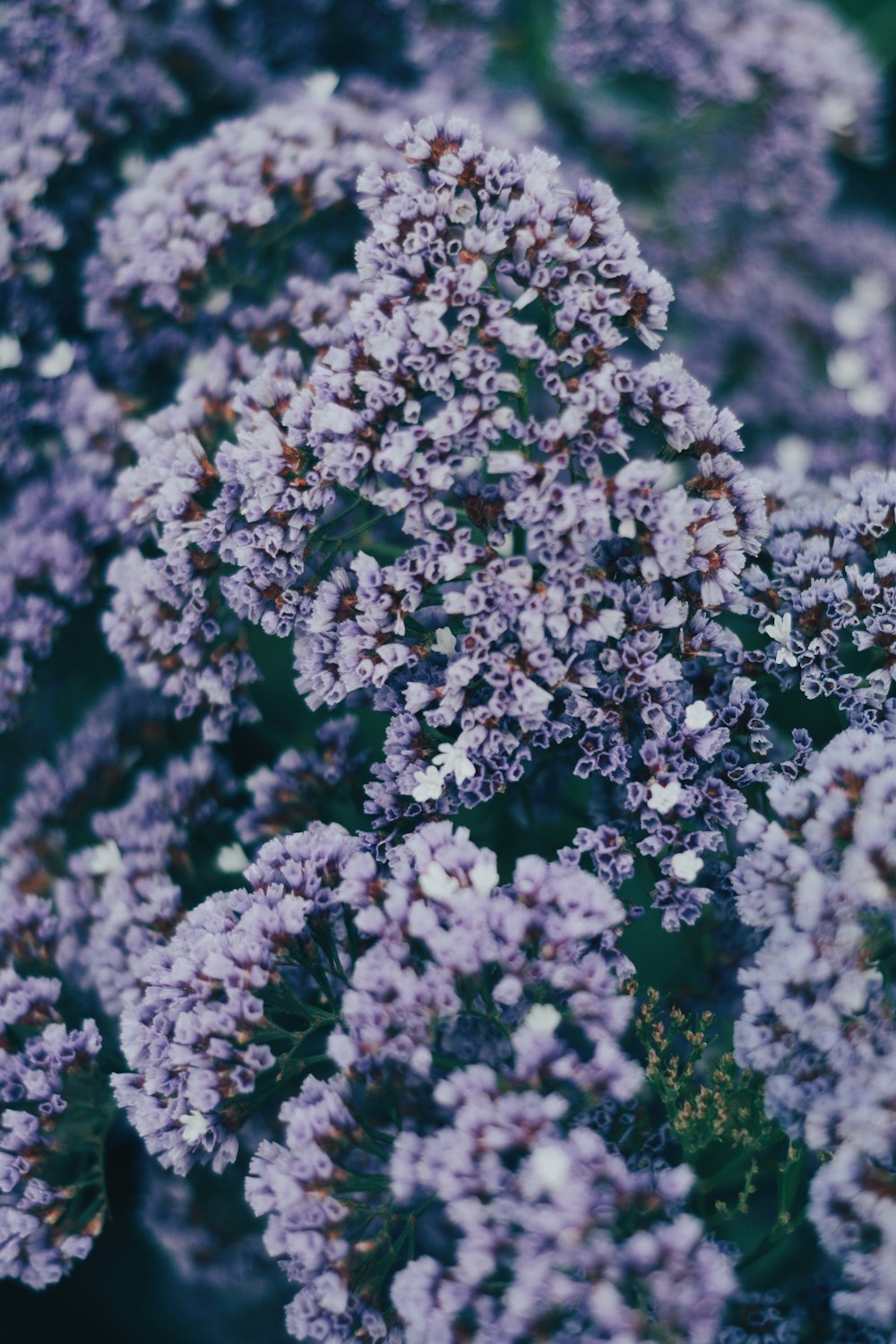 pink flowers